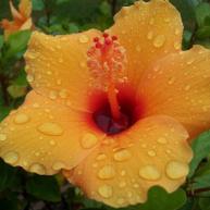 a yellow Hibiscus flower :)